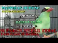 Download Lagu MASTERAN BURUNG EKEK KELING ( KASAR DAN TAJAM ) SI PARUH MERAH TEBAL DARI PULAU SUMATERA