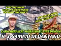 Download Lagu CARA MERAWAT MURAI BATU TIPE DINGIN [ Harian , H-3 sampai Lomba ]