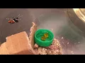 Meet My Arizona Jumping Spider