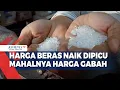 Download Lagu Harga Beras Naik Dipicu Mahalnya Harga Gabah