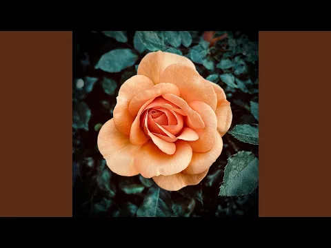 Phoenix.REM - Glasses Tinted Rose