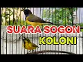 Download Lagu SUARA KOLONI SOGON UNTUK TERAPI DAN PANCINGAN SOGON BAHAN ANDA❗