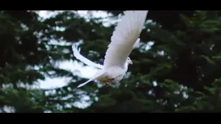 fada sheyin come holy spirit feat chris morgan u0026 mercy idoko