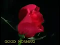 Good Morning Rose WhatsApp Animated GIF