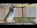 Download Lagu Suara Trucuka ropel panjang cocok untuk pancingan trucukan agar rajin ngeropel subuh