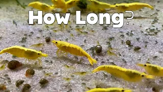 How Quickly Can I Breed 100 Shrimp