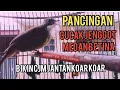Download Lagu Cucak Jenggot Medan Betina Ini Bikin CJM Jantan langsung Koar Koar