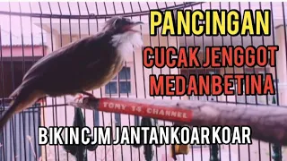 cucak jenggot medan betina ini bikin cjm jantan langsung koar koar