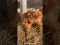 Download Lagu Suara Anak Kambing Lucu Dan Unik II Suara Hewan Lucu II Suara Sapi Lucu #shorts #viral #kambinglucu