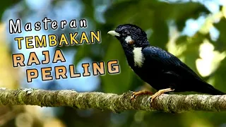 masteran tembakan raja perling
