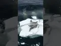 Wildlife Wonders - Orcas Hunting Seals in an Epic Ocean Showdown