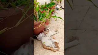 اللهم هون عليهم حراره الجو Cat Cute اكسبلور تيك توك ه Funny Funnycats Flowers 
