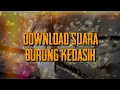 Lagu Suara Burung Kedasih | uncuing