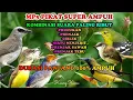 Download Lagu Suara Pikat Untuk Burcil,trucukan,sogon,prenjak,ciblek,prenjaktebu,sirtu menjerit 100% Ampuh ‼️