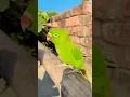 Lagu Tatan #talkingparot #parrot #birds #talkingparrot @Tatanandtowtow  #shorts #tatanandtowtow