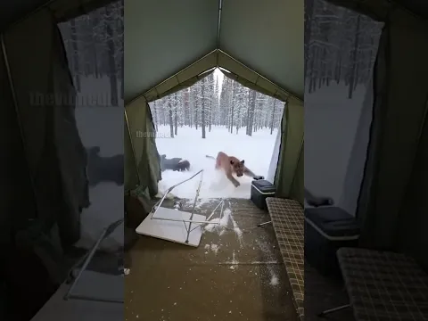 Mountain Lion Attacks Camper Inside Tent!