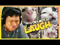 Download Lagu TAHAN KETAWA YANG TERNYATA ISI VIDEONYA KUCING \u0026 GUGUK COMEL SEMUA WKWK!! Try Not to Laugh 1 INDO