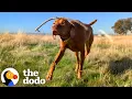 This Dog Can Balance Just About Anything On His Head The Dodo