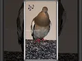 Download Lagu 🕊️ The White-winged Dove Call (Good morning from the DOVE SHACK!) #doves #pigeon #whitewingeddove