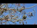 Arbol de pito floreciendo