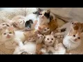 Cute Kittens Everywhere Visiting a 100-Munchkin Cat Cafe in Japan