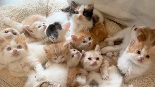Cute Kittens Everywhere Visiting a 100-Munchkin Cat Cafe in Japan
