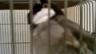 تعليم البلبل نغمة نوكيا 