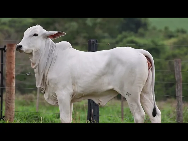 Novilha Tabapuã TTAR - 683