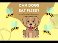 Can Dogs Eat Flies