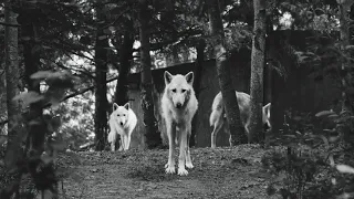 buder prince dancing with white wolfs original mix 