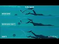 APNEAC Carbon Fiber Freediving Fin Stiffness Comparison