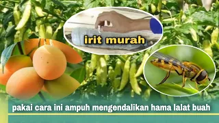 Download CARA MENGENDALIKAN HAMA LALAT BUAH || CARA MEMBUAT PERANGKAP LALAT BUAH MP3