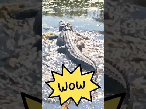 KIDS! 🐊REAL ALLIGATORS right in front of us! 😲 #gatorencounter #viral #shorts