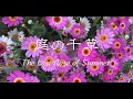 庭の千草（The Last Rose of Summer） -  NCM2 CHOIR #ncm2  #アイルランド民謡 #irishmusic