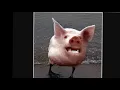 Try not to laugh pictures