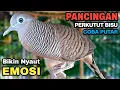 Lagu Perkutut Lokal Gacor Suara Besar Pancingan Burung Perkutut Agar Cepat Bunyi.