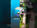 Download Lagu Flowers are like Friends, they bring color to your World. ❤️