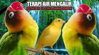 Download TERAPI BURUNG LOVEBIRD DAN KENARI MACET BUNYI || TERAPI AIR AMPUH ATASI BURUNG MACET BUNYI MP3