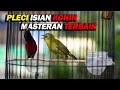 Download Lagu PLECI NEMBAK ISIAN KONIN ,MASTERAN PLECI TERBAIK