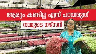 ആരോഗ്യമുള്ള തൈകൾ 🌱 സമൃദ്ധമായ വിളവ് | നമ്മുടെ നഴ്‌സറി | Best Plant Nursery Kerala | PRS Kitchen