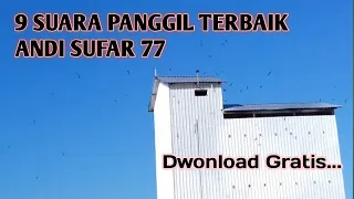 Download ADA 9 SUARA PANGGIL BURUNG WALET TERBAIK DARI ANDI SUFAR 77 MP3