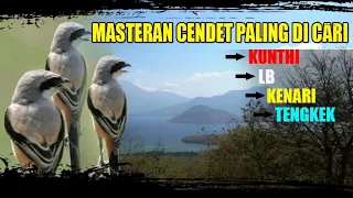 masteran cendet materi lovebird kunthi kenari dan tengkek