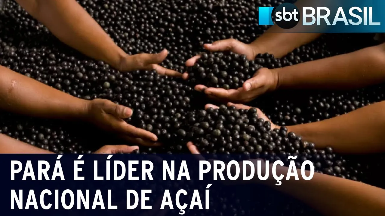Pará é líder na produção nacional de açaí | SBT Brasil (28/12/23)