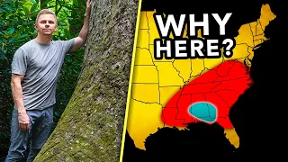 Why the Southeast Has America's Greatest Tree Diversity