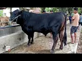 Download Lagu Langka !! Satu Satunya Sapi Angus Monster Super Bikin Heboh Warga Pasar !!