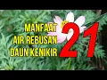 MANFAAT Luar Biasa Minum Air Rebusan Daun Kenikir!