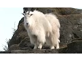 Download Lagu Mountain Goats Aren’t Actually Goats | National Geographic