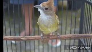 kapas tembak roll 4 x jeda 5 detik