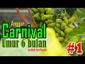 Download Lagu Anggur CRV/Carnival Genjah -Umur 6 Bulan Sudah Berbuah