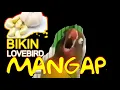 Download Lagu Cara Membuat Lovebird Ngekek Mangap